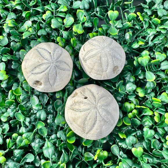 Sea Biscuit Fossils - 3 Pack, Various Sizes - Picture 4 of 4